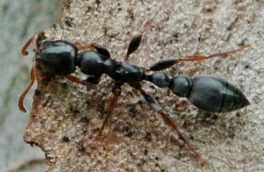 Tetraponera nigra