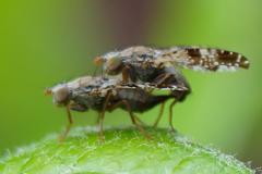 Tephritis vespertina