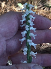 Spiranthes niklasii