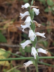 Spiranthes niklasii