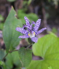 Tricyrtis hirta