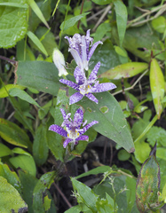 Tricyrtis hirta