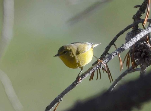 iNaturalist observation photo of Orange-crowned Warbler