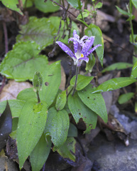 Tricyrtis hirta