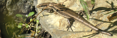 Orosaura nebulosylvestris