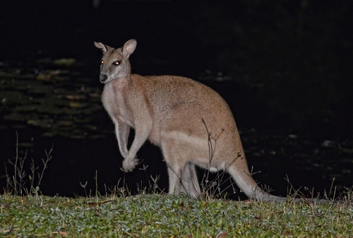 Agile Wallaby, photo 7 of 8