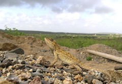 Anolis onca