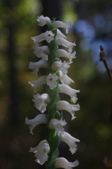 Spiranthes niklasii