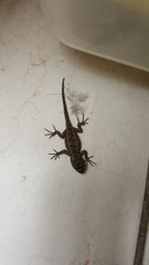 Sceloporus grammicus