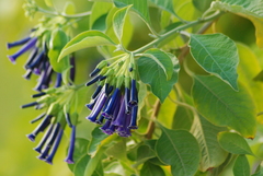 Iochroma
