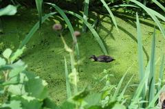 Gallinula chloropus