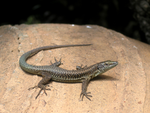 Madeira Lizard