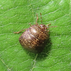 Megacopta punctatissima