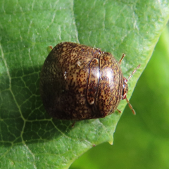 Megacopta punctatissima