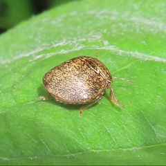 Megacopta punctatissima