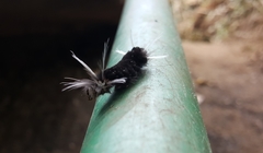 Gymnelia