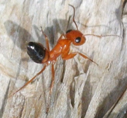Opisthopsis major