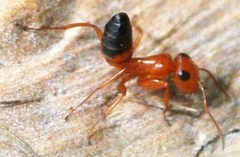 Opisthopsis