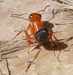 Opisthopsis