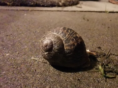 Cornu aspersum