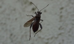 Tollius curtulus