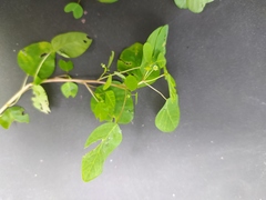 Euphorbia delicatula