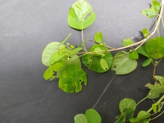 Euphorbia delicatula