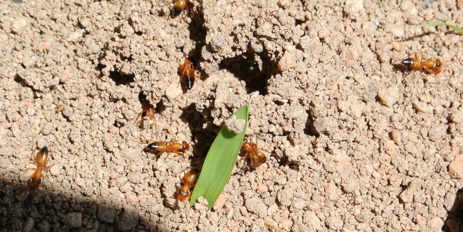 Opisthopsis haddoni