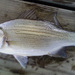 White Bass - Photo (c) Paul W Ribitzki, some rights reserved (CC BY-NC)
