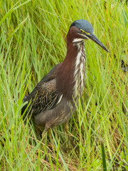 Butorides virescens image