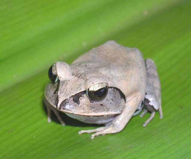 Madagascar Jumping Frog