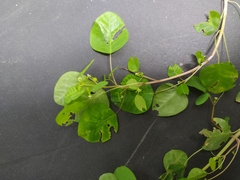 Euphorbia delicatula