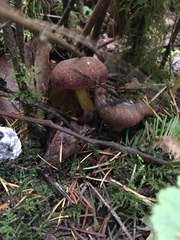 Xerocomellus zelleri