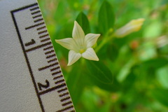 Spigelia texana