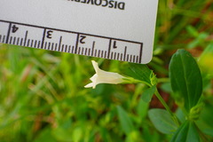 Spigelia texana