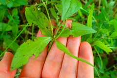 Spigelia texana