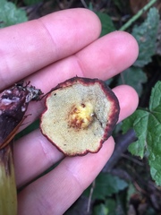 Xerocomellus zelleri