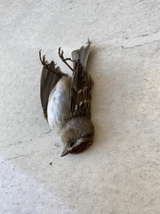 Zonotrichia leucophrys