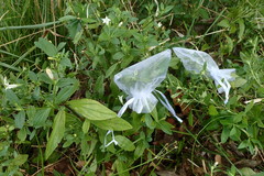 Spigelia texana
