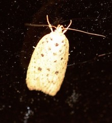 Garrha atripunctatella