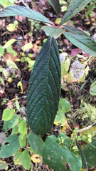 Viburnum rhytidophyllum