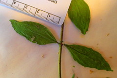 Spigelia texana