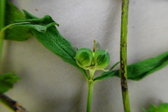 Spigelia texana