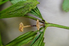 Spigelia texana