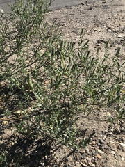 Oligomeris linifolia