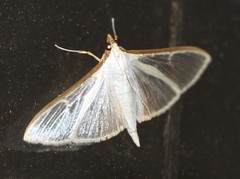 Palpita margaritacea