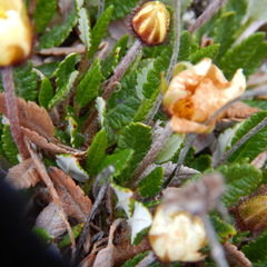 Dryas ajanensis