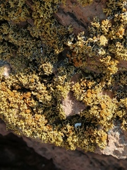 Polycauliona coralloides