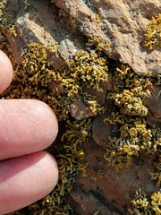 Polycauliona coralloides