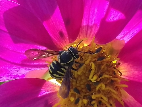 Gabb's Burrowing-Resin Bee
